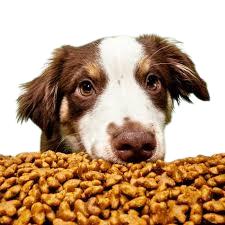 Dog Food